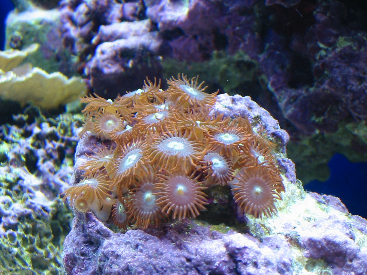 Orange Tip Zoanthid (Zoanthid sp.)