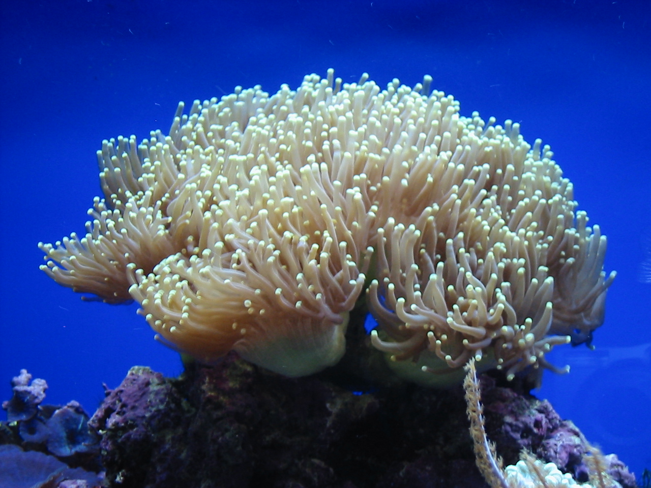 Torch Coral (Euphyllia sp.)